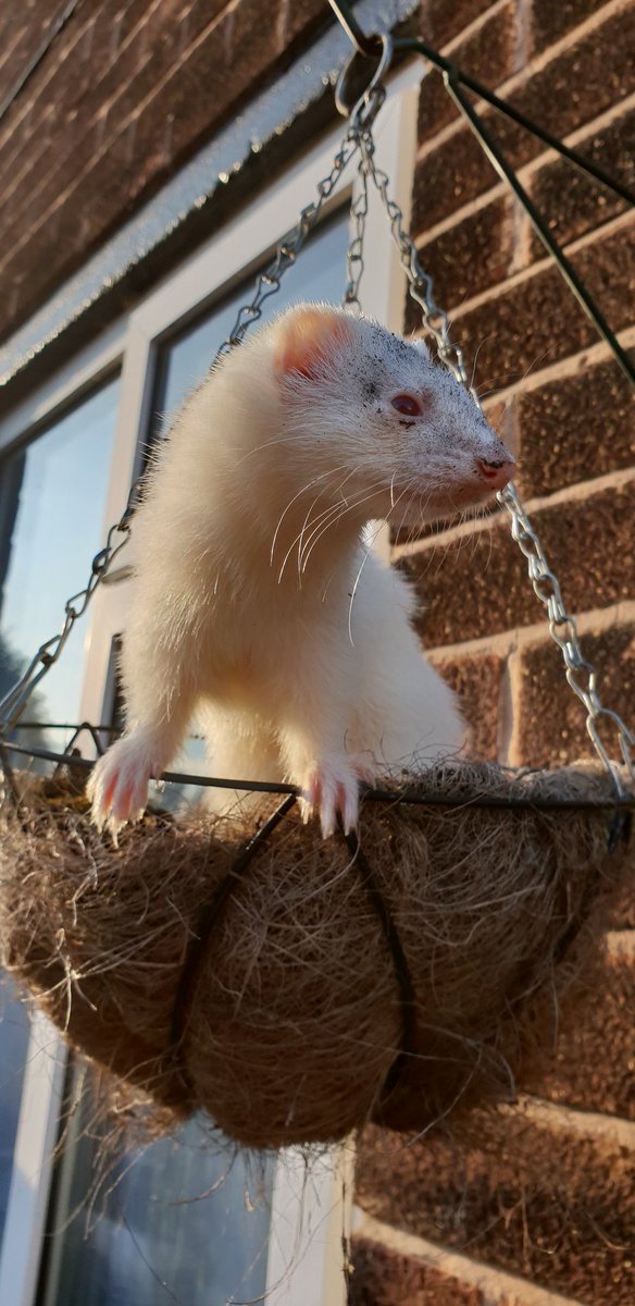 ChildrenFerret's tweet photo. #ferret #ferrets https://t.co/n7J3Jl1k99