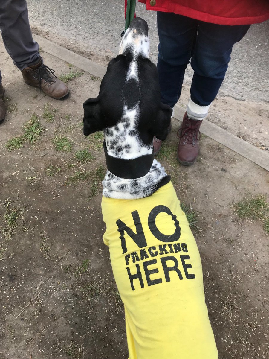 kateneeeedham's tweet photo. #dogasagainstfracking
Wildlife Wednesday at #MissonSprings https://t.co/Dc9lItARoR