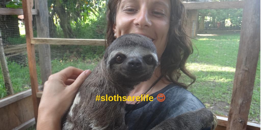 contentlydriven's tweet photo. Meet Darryl.... 

#NationalPetDay#slothsarelife#copywriter#iloveseo#solopreneur#melbournesmallbusiness#brisbanesmallbusiness#perthsmallbusiness#bloggerau#ladystartup#contentmarketingtips#writersofinsta#bemoreshark#freelancelife#smallbizlfe#misfitentrepreneur https://t.co/XdsegBVPcF