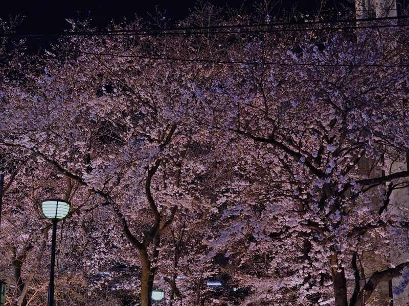 祇園白川 Twitter Search 祇園白川 Twitter Search