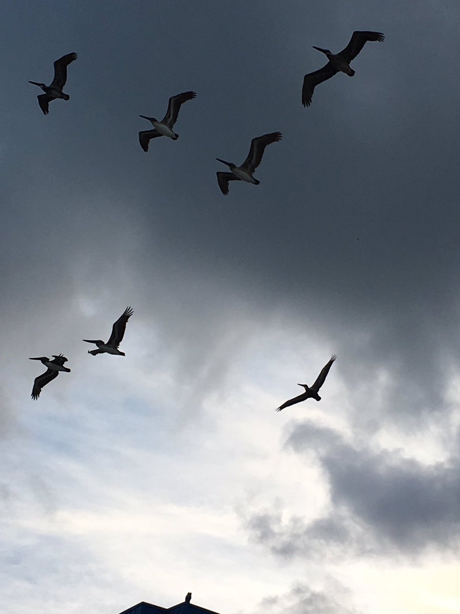 @FtMyersSanibel @AudubonFL #brownpelicans on the move over #EsteroIsland all morning any ideas?