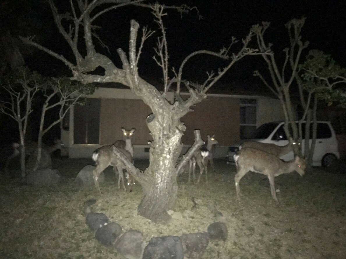 昨日から出張で兵庫県の豊岡に来ております。バックの産地で有名な所です！
夜に鹿の集団と遭遇！！！ビビりました、、 

#レザー #レザークラフト #ハギレ #イデアル #豊岡 #豊岡カバン #鹿