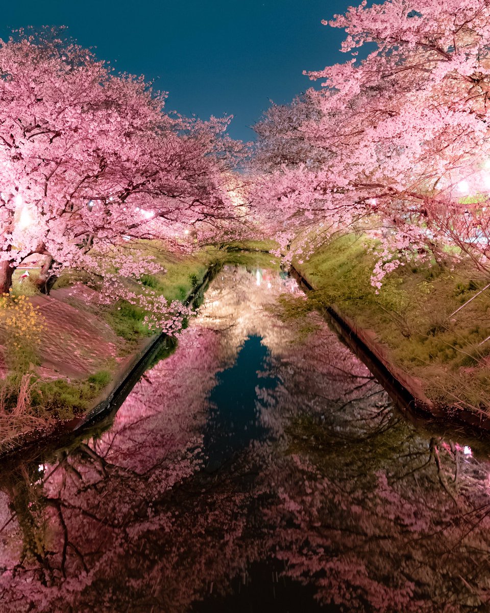 Yusaku 大学生 反響が大きかったので3 2バージョンものっけておきます 今僕が携帯の待ち受け に使っているやつと全く同じものなので 待ち受けに春を取り入れたい方がいらっしゃいましたらお使いください 東京カメラ部 桜 夜桜 携帯待ち受け 春の
