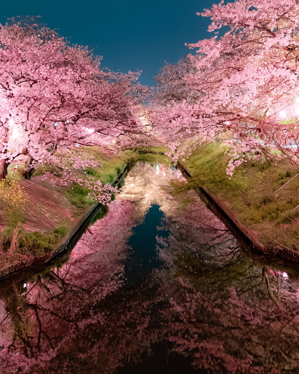 桜画像待ち受け