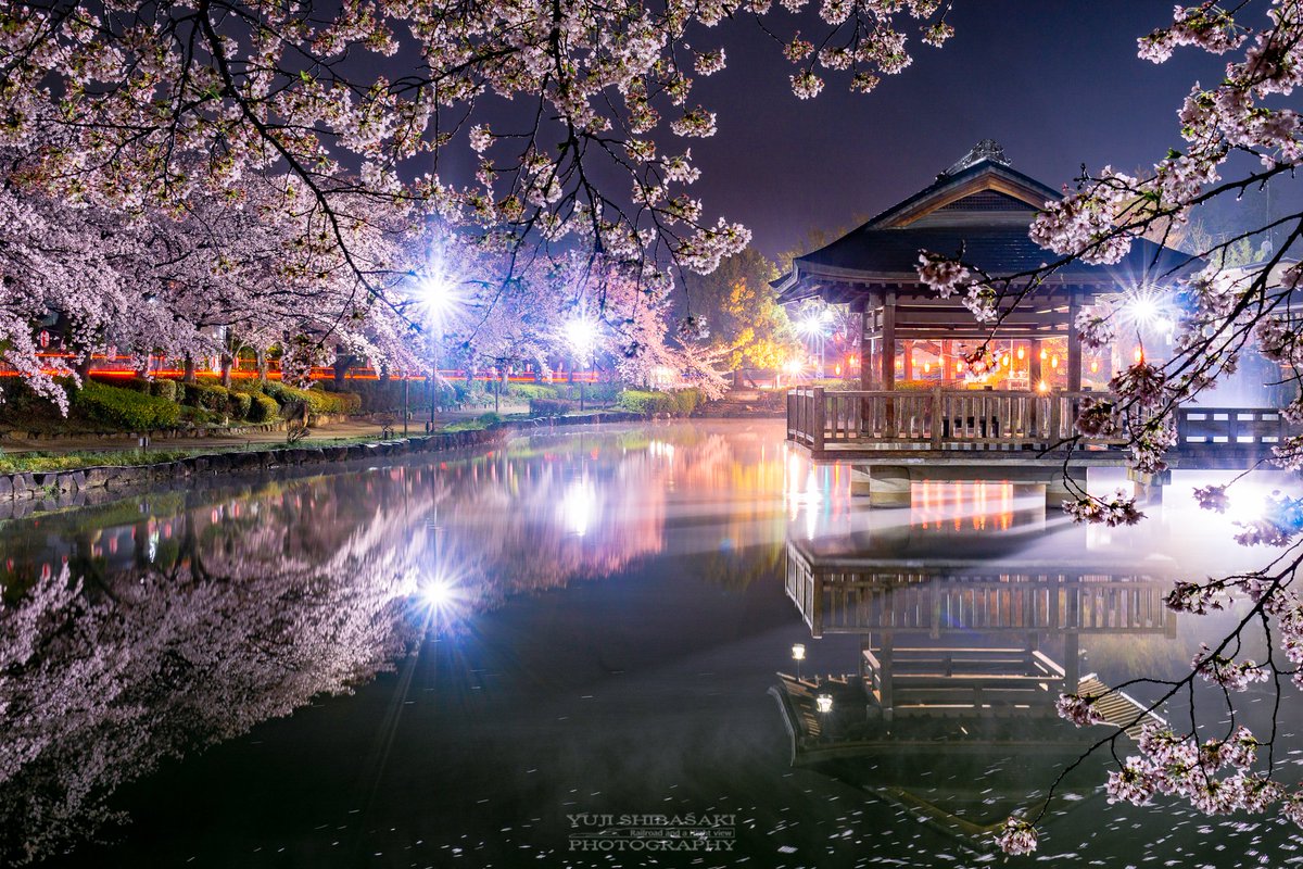水面に浮かぶ夜桜」 埼玉県東松山市の桜の名所。この日は大雨にうたれ