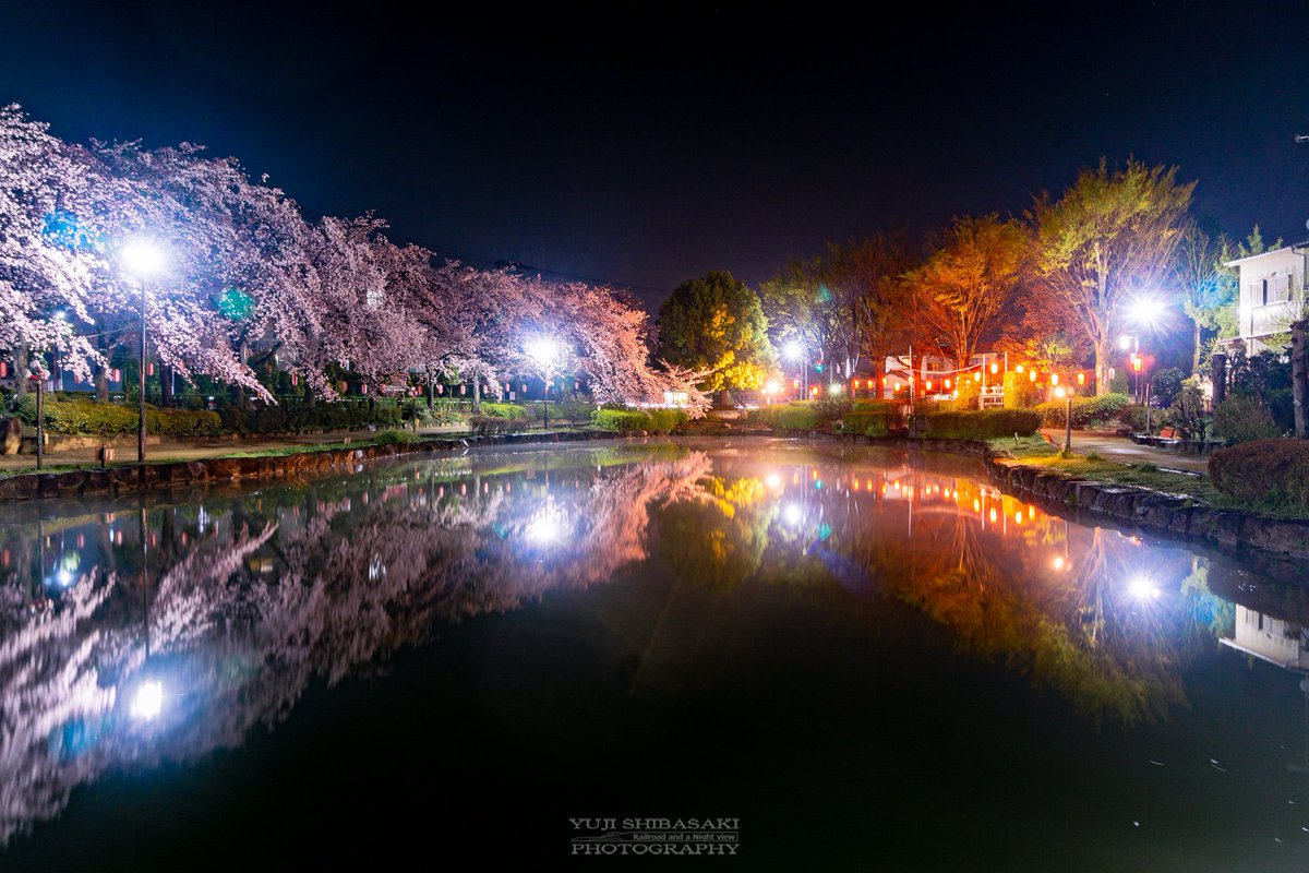 夜桜 木更津 太田山公園で夜桜を楽しむ | Digital Life Innovator