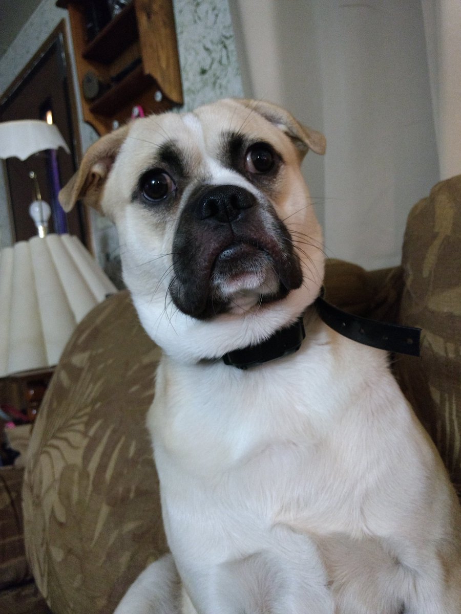 shelliematter's tweet image. This dog had to be put down at 14 months because a human beat him so badly he was torn apart inside. #StopAnimalCruelty #humansaretheproblem #dogsoftwitter #StopAnimalAbuse #animalabuse #animalcruelty #stop #stophittinganimals #pitbullsarenttheproblem #dogabuse