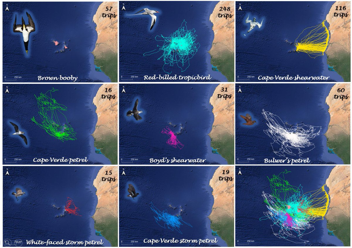 SeabirdEcology's tweet photo. 7/8 Determining main foraging areas is essential to assess mIBAs, MPAs, Marine Spatial Planning and interactions with fisheries. We are currently tracking all seabird species (and fishing boats) with GPS, including the two smallest storm petrels! Art. 31-32 #WSTC5 #ConsSesh2 https://t.co/zYN77Faewc