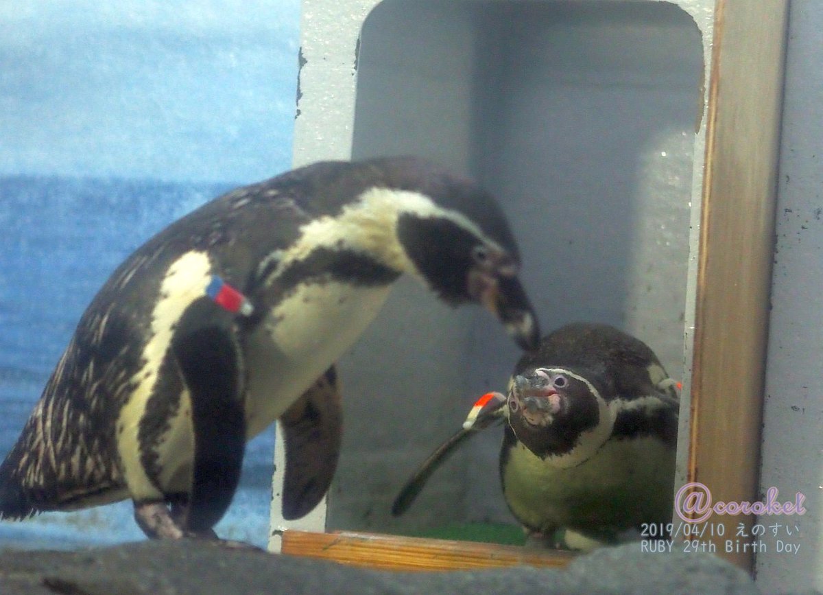 Coro フクとマーチの抱卵 今日はマーチの頑張る日のようです 卵が見えている時間が多いような えのすい 新 江ノ島水族館 ペンギン フンボルトペンギン