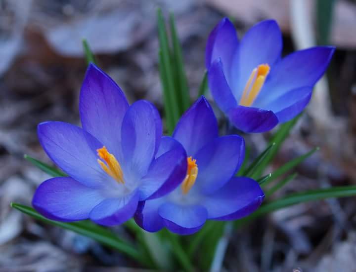 Крокус на черном фоне. Крокус Шафран цветок. Крокус Шафран синий. Крокус Шафран голубой цветок. Крокус синий цветок.