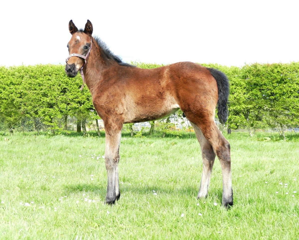 Two week old Colt foal from BULLET TRAIN'S exciting First Irish Crop born at Woodfield Farm Stud @rpbloodstock @bloodstocknews #RPFoalGallery
#TopClassSire #Frankel #NobleMission #SadlersWells #Galileo #Foalwatch #HenryCecil #chapada
@Frankel1313 @francesire @BloodHorse @theTDN