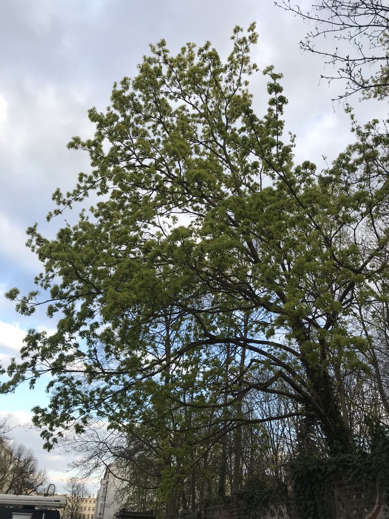 Theater Der Zeit Das Versprechen Wird Eingelost Liebes Stadttheater Gi Zwar Kein Baum Aber Dafur Eine Amaryllis Vor Einem Mark Lammert Druck Kulturbluht T Co Hxcnhbjsct