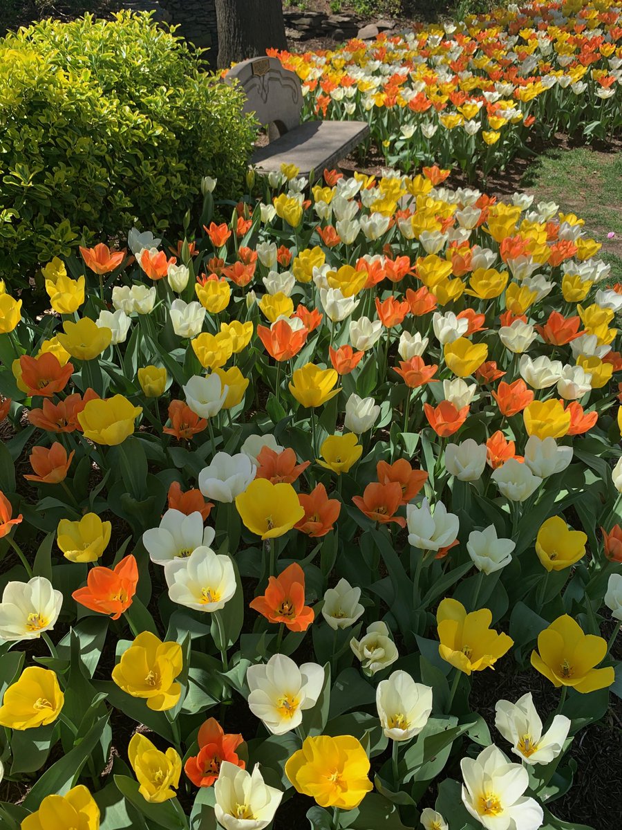 WoodleyParkDB's tweet photo. Woodley Park’s beautiful open spaces come into bloom in spring and make perfect #placestorest https://t.co/ujU4TKkG5X