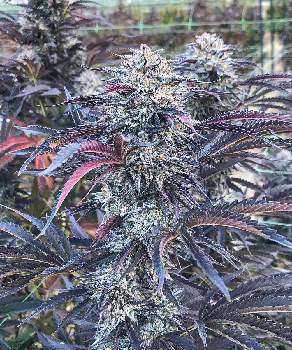 Animism #6 is sun-grown perfection. (Joseph OG x Animal Cookies_

📸: Grown by instagram.com/benson.elvis
🌱: Bred by Gage Green Group.
