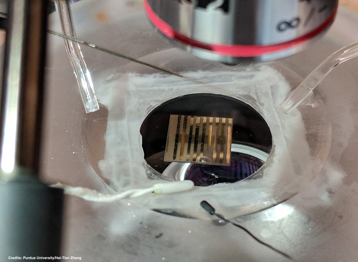 RoyalVoxPost's tweet image. #Neuroscience: new #QuantumMaterial could bridge the gap between how electronics think (via electrons) and how the brain thinks (via ions). The material is a potential pathway to building a computing device that would store and transfer memories purdue.edu/newsroom/relea… #Biosensor