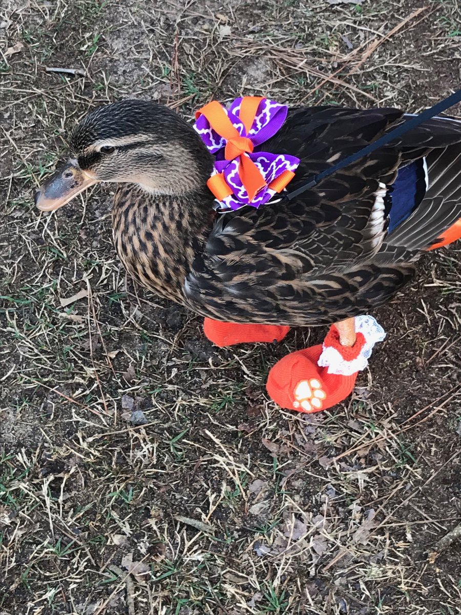 thomtiger's tweet photo. ⁦@ClemsonFB⁩ ⁦@ClemsonTigers⁩ Did you count this one in attendance Saturday? #GoTigers #ClemsonFB https://t.co/FmmF8c9Ctg