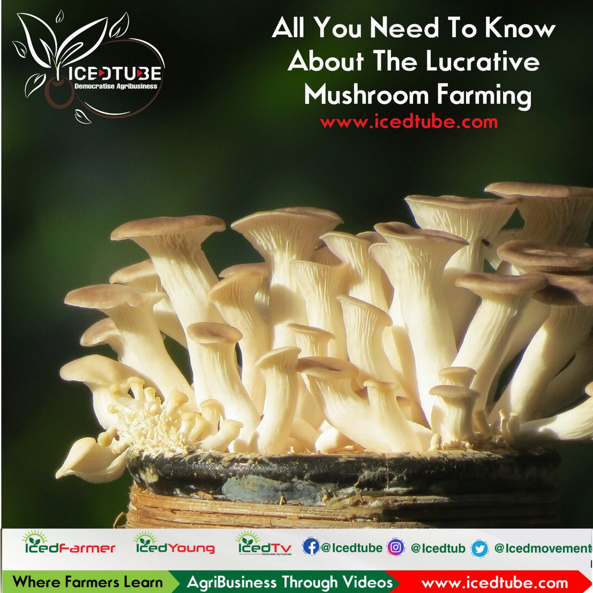 IcedMovement's tweet photo. All you need to know about the lucrative mushroom farming is on #IcedTube https://t.co/awWKgAxbTu #mushroom #mushrooms #farmersmarket #farmers https://t.co/iX1QGGV2sB