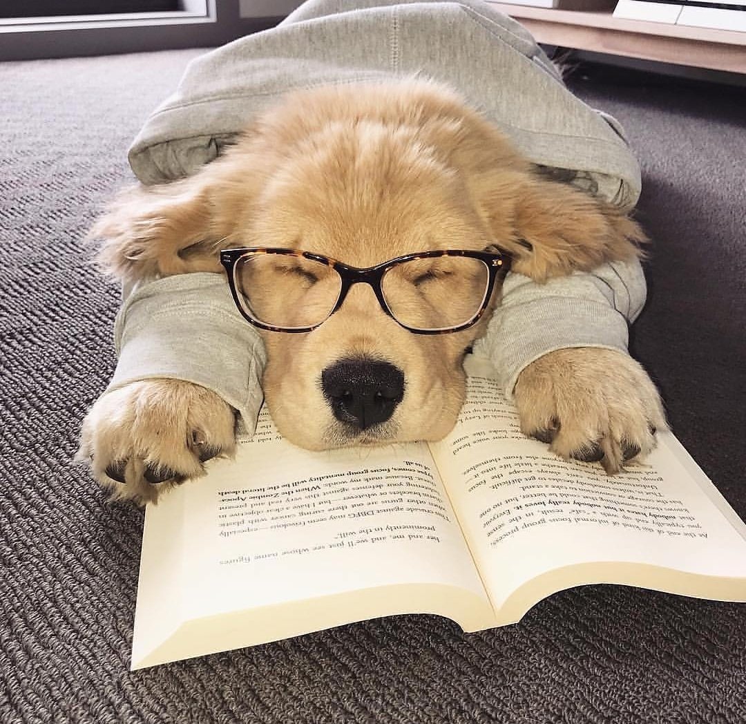 interparkbooks's tweet photo. you were complaining about your dry verified mentions so let me spam you some puppies pics to interact with you, hope you're having a great day👌🏽❤️ @JacobWhitesides https://t.co/r309Lt5bGk