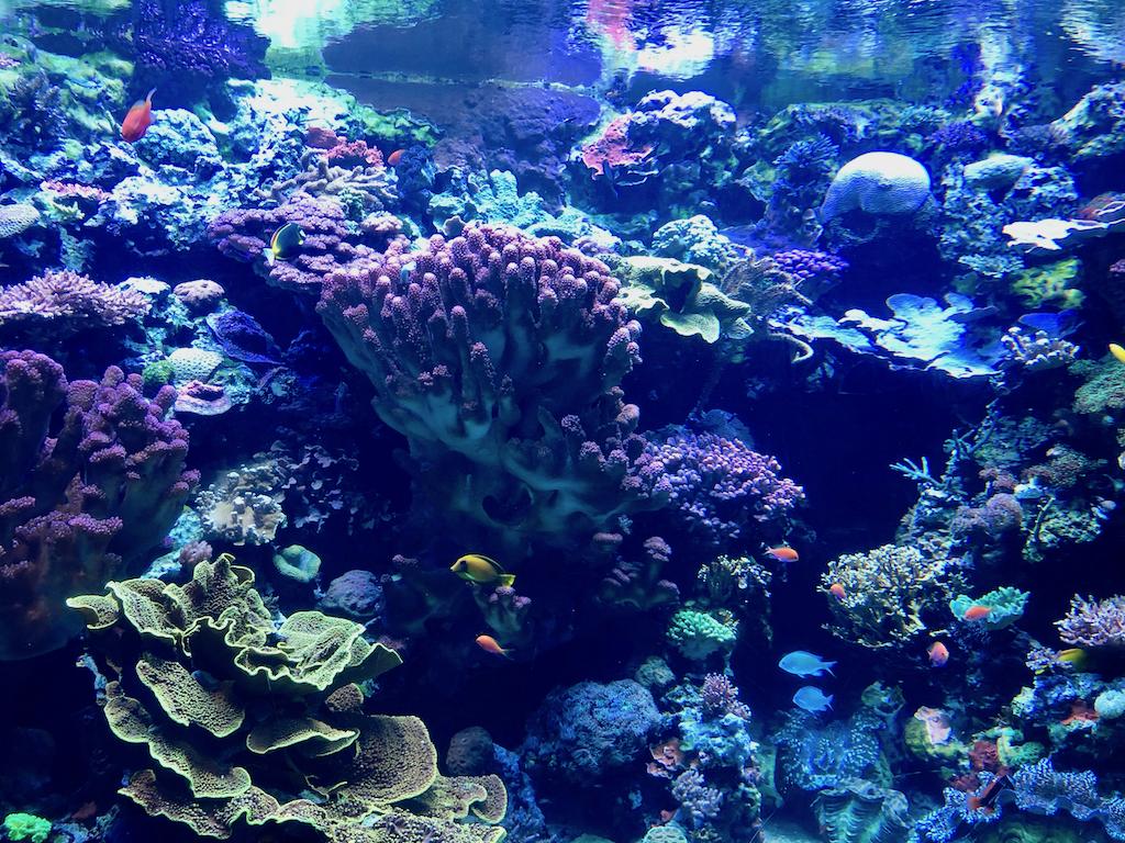 AbyzzOfficial's tweet photo. During our visit for #AALSO conference, the #Abyzz team checked out the awesome coral tank at the Aquarium of the Pacific in Long Beach - powered by an #AFC400, which is generating a great flow! https://t.co/zpFCY22meP