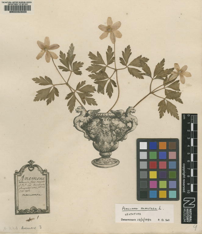 George Clifford died #otd 1760. His beautiful #herbarium specimens are mounted to appear growing out of decorative, paper urns with their names on ornate labels. He commissioned #Linnaeus to catalogue his plants and many of his specimens are Linnean types. @LinneanSociety