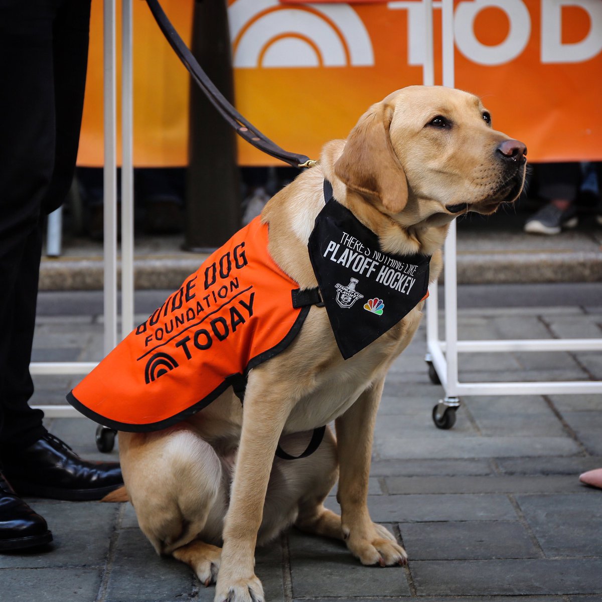 We’d like to formally announce that we signed the <a href="/TODAYPuppy/">TODAY Puppy</a>, Sunny, to a contract to become our Stanley Pup Correspondent for the Stanley Cup Playoffs!

<a href="/TODAYshow/">TODAY</a> | <a href="/GuideDogFdn/">Guide Dog Foundation</a>