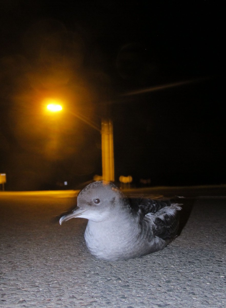 Airam Rodríguez tweet media