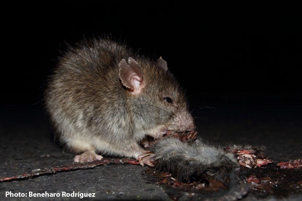 Airam Rodríguez tweet media