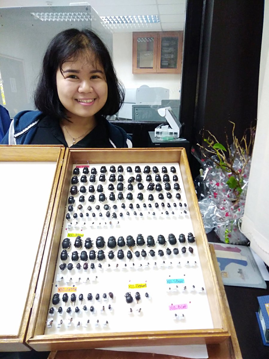 EleSlade's tweet image. Showing off her pinning and labelling. The reference collection of #dungbeetles from @Liyuen93 research on dung beetle mammal nwtworks @UNDPproject is now housed in @UMS_EcoCampus
