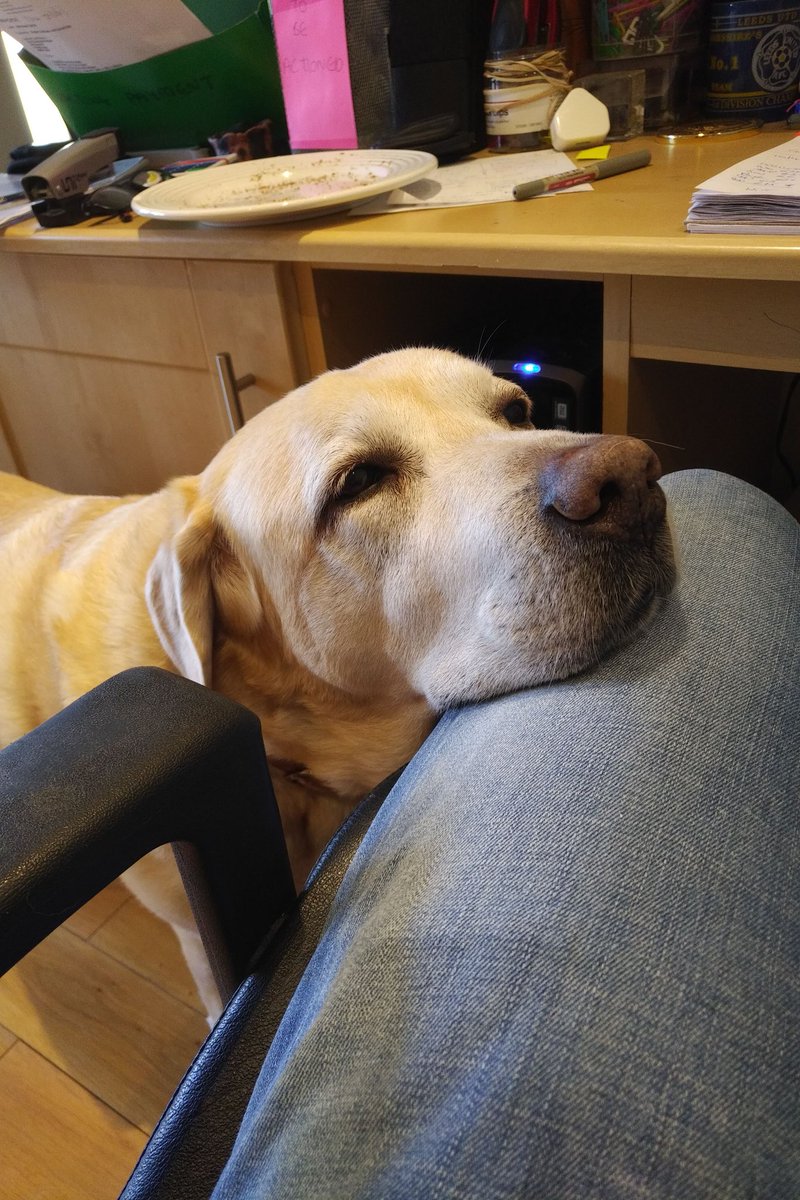 ribbvalleyslate's tweet photo. Once more I'm being easily distracted.... https://t.co/UxFcEkZWYy