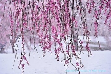 雪景色の中に佇む桜が異次元レベルで美しいからちょっと見て