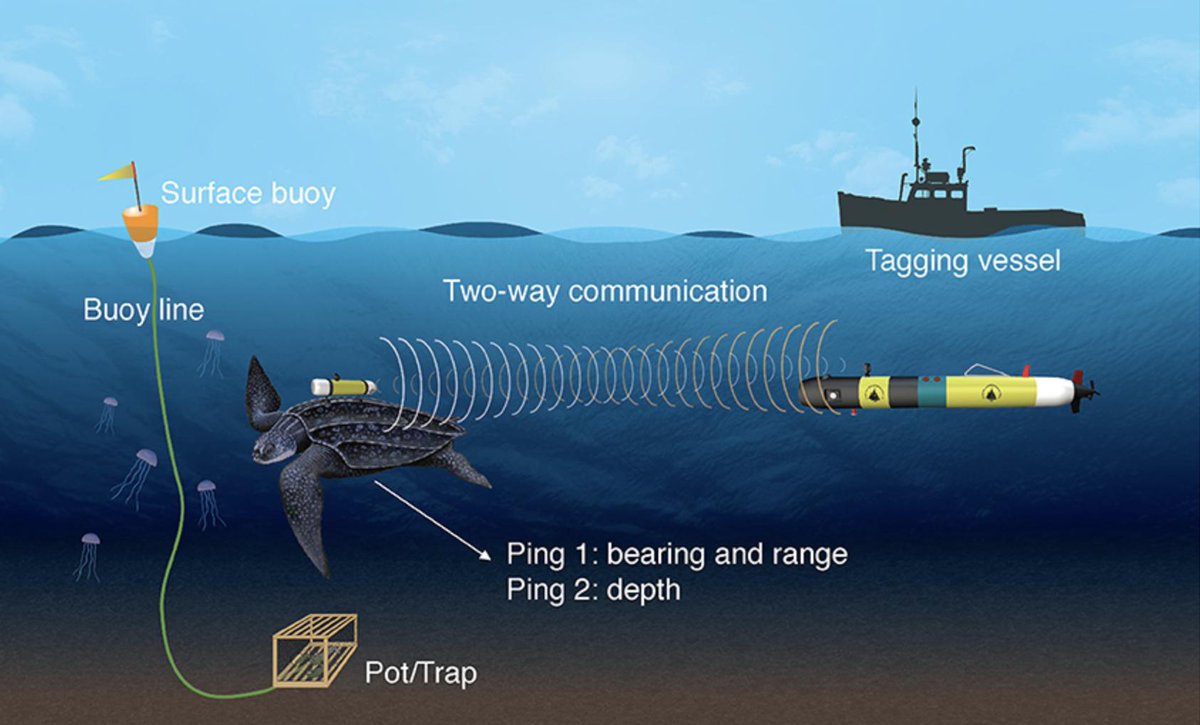 WHOI's tweet image. Researchers get an unprecedented look into the lives and mysterious behaviors of sea turtle with @oceanrobotcam. #TurtleCam @CenterOceanLife 
frontiersin.org/articles/10.33…
