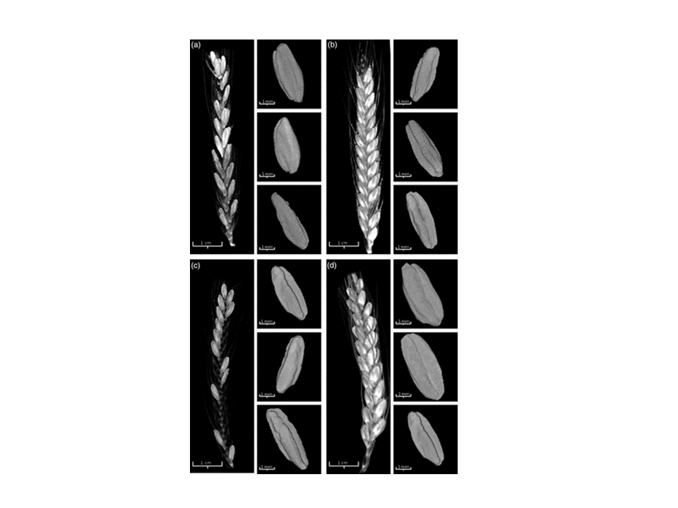 X‐ray microcomputed tomography (μCT) imaging and mathematical modelling to predict if a grain is wild or domesticated based on relationship between three morphometric parameters; applicable for both archaeological  studies and breeding programs. doi.org/10.1111/tpj.14…