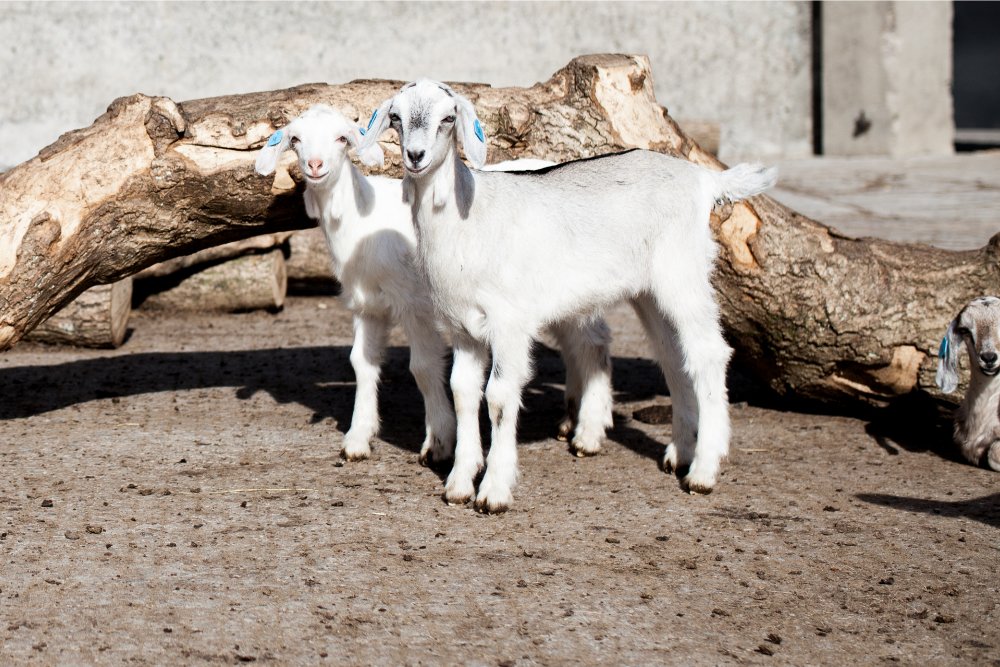 Really pleased to have just launched our new website for our Authentic #Devon Farm Experiences.  <a href="/FoodDrinkDevon/">Food Drink Devon</a>, <a href="/Devon_Hour/">#DevonHour</a> - we offer an alternate #Easter holiday day out including Milking Experience, Farmer for the Day and Goat Yoga! oldparsonagefarm.com
