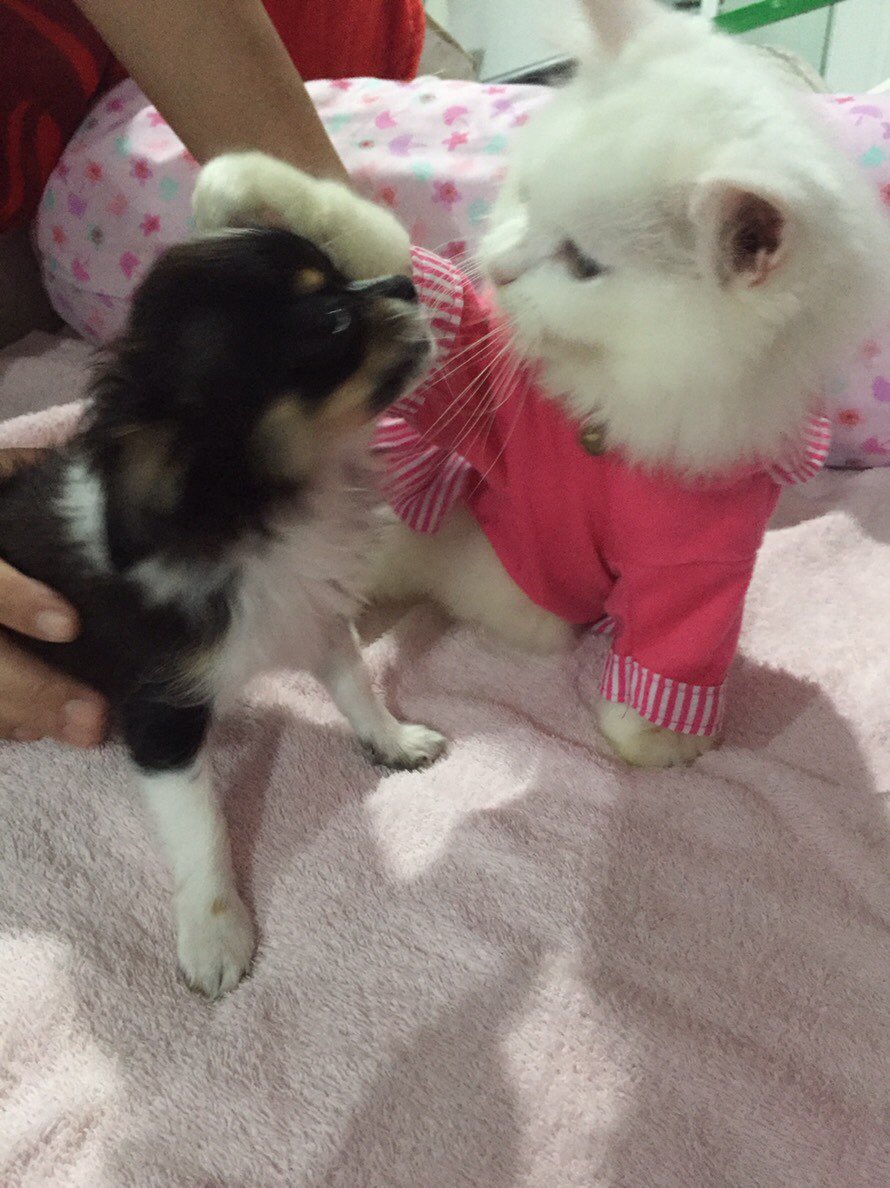 แมวตัวแรก พี่ได้เธอมาวันแรกเขาบอกเธอเป็นผู้หญิง พี่ดูแลเธออย่างดี แต่งตัวให้เป็นเจ้าหญิง ทรีตเธออย่างกับลูกสาวคนนึง ตั้งชื่อให้เธอว่าเต้าหู้เพราะเธอขาวสะอาดและนุ่มนิ่มเหมือนเต้าหู้