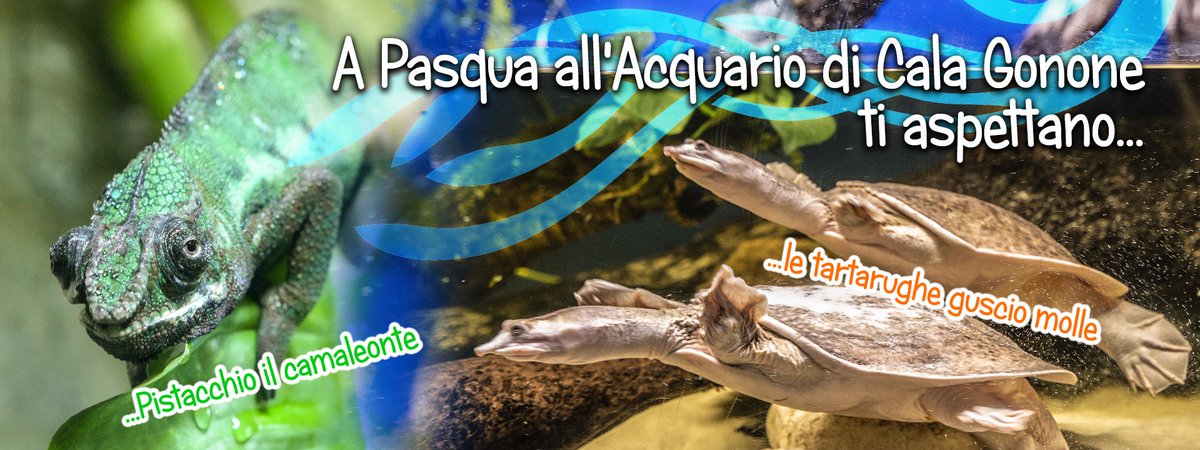 Pasqua, Pasquetta e lungo ponte 25 aprile-1 maggio all'#AcquarioCalaGonone! Vi aspettano il simpaticissimo camaleonte Pistacchio, le tartarughe a guscio molle e la nuova vasca esterna delle tartarughe d'acqua dolce!
Punto ristoro interno con WI FI free e parco giochi annesso!