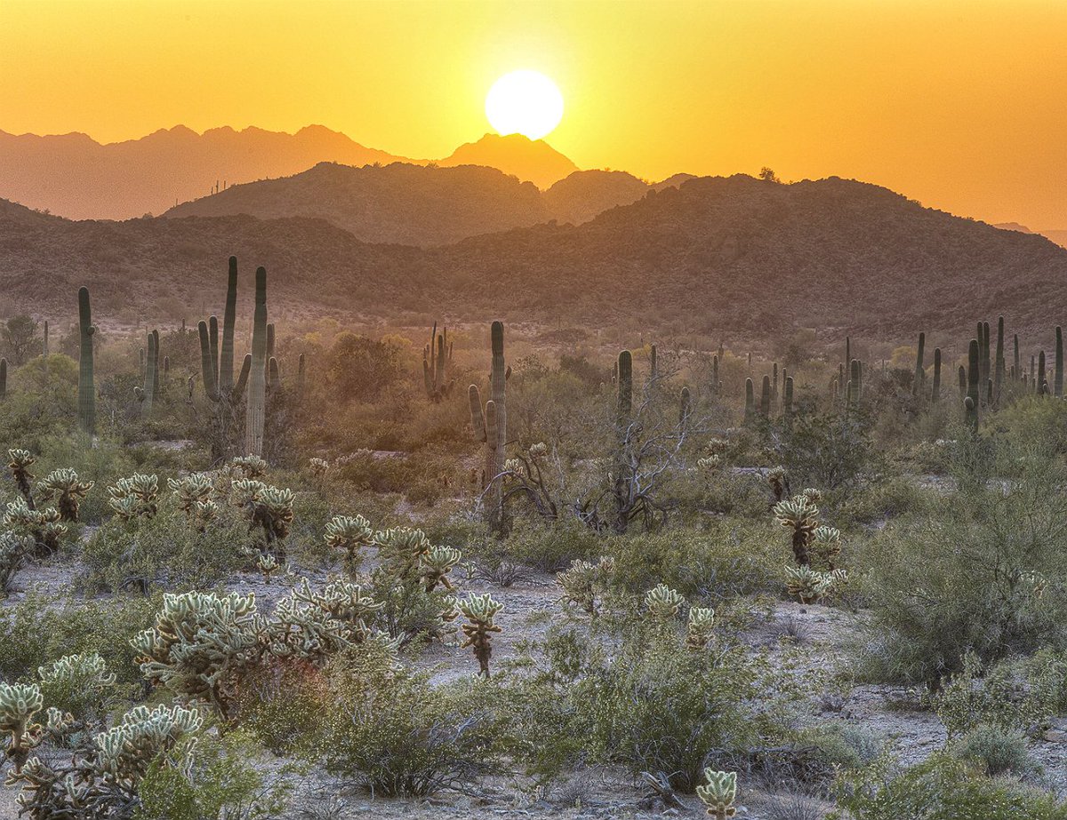 A desert plain covered in low bushes and tall cacti runs back to low rocky mountains under a golden sky.