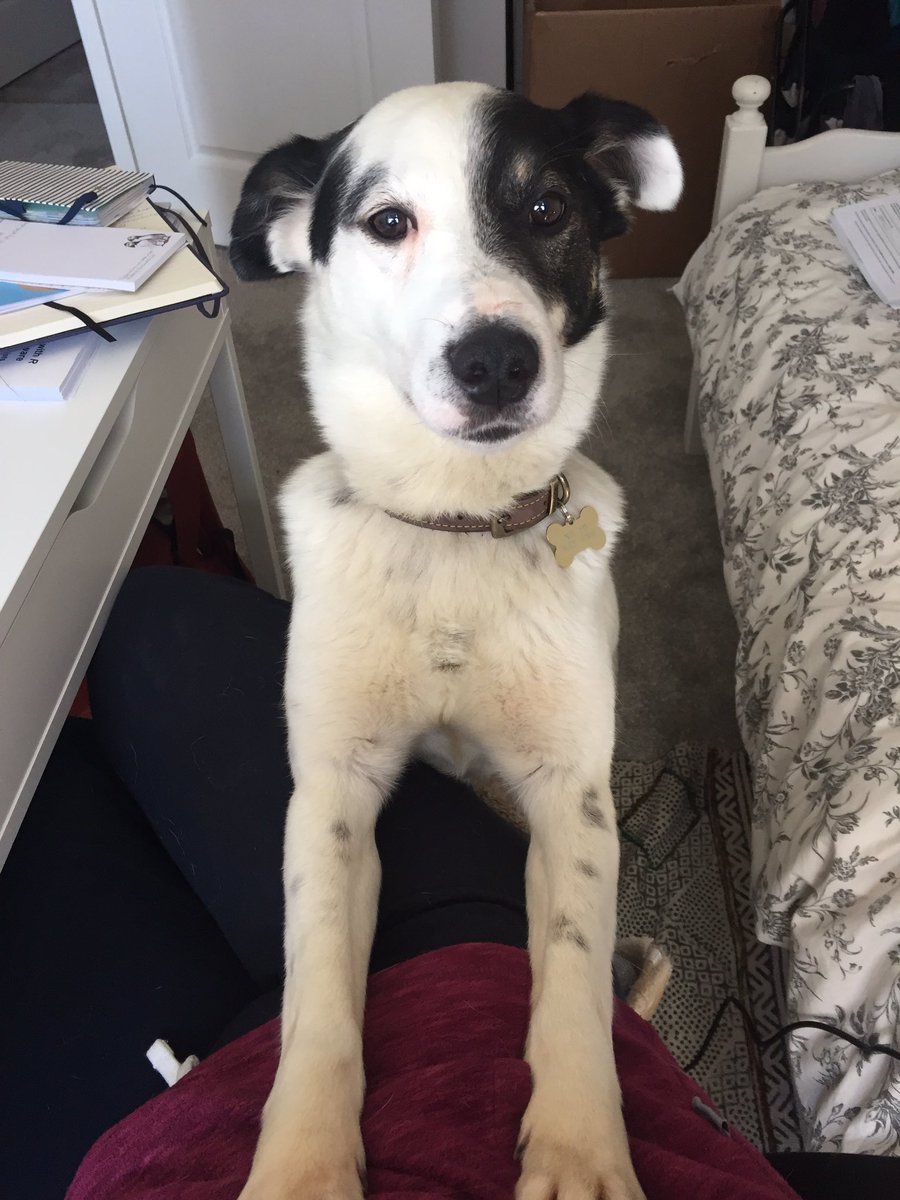 Kirsty Franklin tweet media