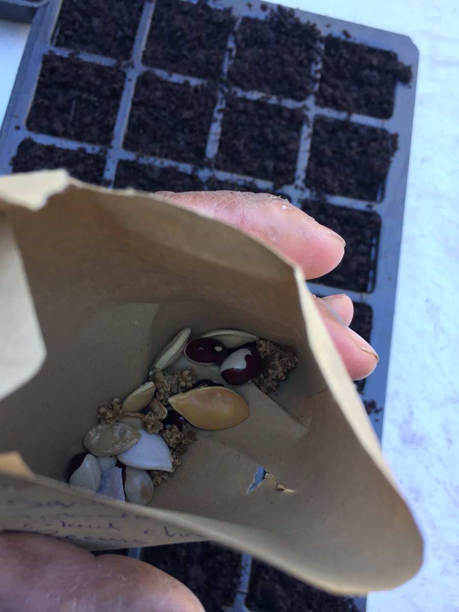 Blak_Outside's tweet photo. Today we #sowed some of the 
@CroydonGardener
 #seeds sent for our #SE1 #CommunityGardens ... #EsiahLevy #SeedSovereignty #SeedShare #Legacy #GYO #UrbanFood #EarthCare #London 🌱 https://t.co/GGrqfAVMD2