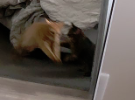 ChesnoidGaming's tweet photo. @chhlss #HoverCat https://t.co/HUwWaUlqYe