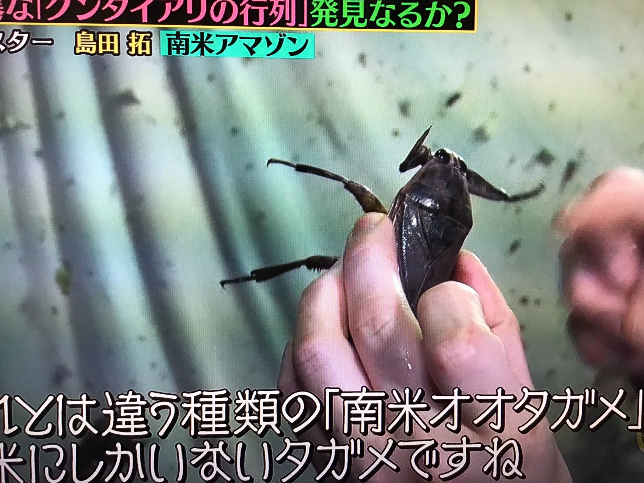 Dai Ueda 南米オオタガメ 最高 標本は持ってるけど テンション上がる クレイジージャーニー Dai Ueda 南米オオタガメ 最高 標本は持ってるけど テンション上がる クレイジージャーニー
