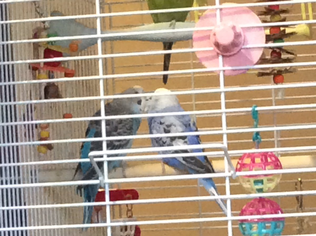 AnimalL43198601's tweet photo. Tailless grooming friends #molting #parakeet #cutenessOVERLOAD https://t.co/Z92zxmuFQs