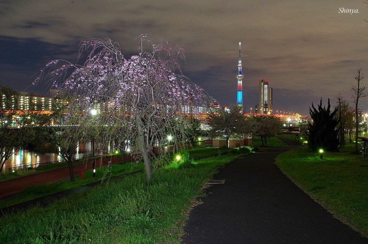 Shinya 浅草 空 En Twitter しだれ桜 4月9日 夜 汐入公園 荒川区 南千住 桜 隅田川テラス スカイツリー ライトアップ 水神大橋 Tokyo Skytree Light Up 糸杉 染井吉野 隅田川 夜桜 汐入公園 しだれ桜 東京スカイツリー 汐入 隅田公園 大寒桜の開花は 2月末