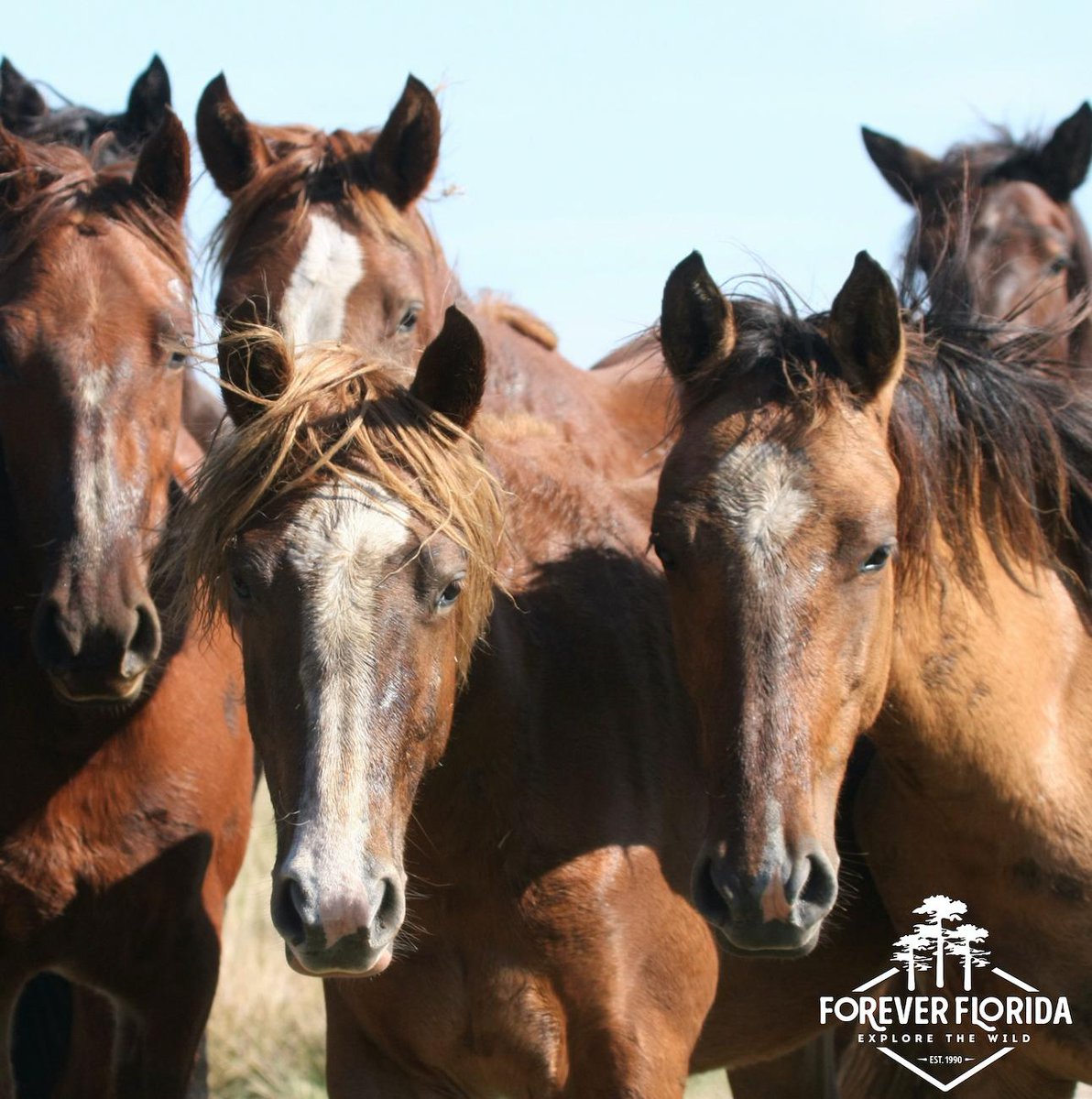_ForeverFlorida's tweet photo. Enter your chance to win a horseback camping adventure on Saturday, April 27th during our grand re-opening! Stroll along historic Florida trails on our $5 Trail Buggy and Pony Ride tours! Games and events for the whole family, and for all ages! https://t.co/VblUElMCew