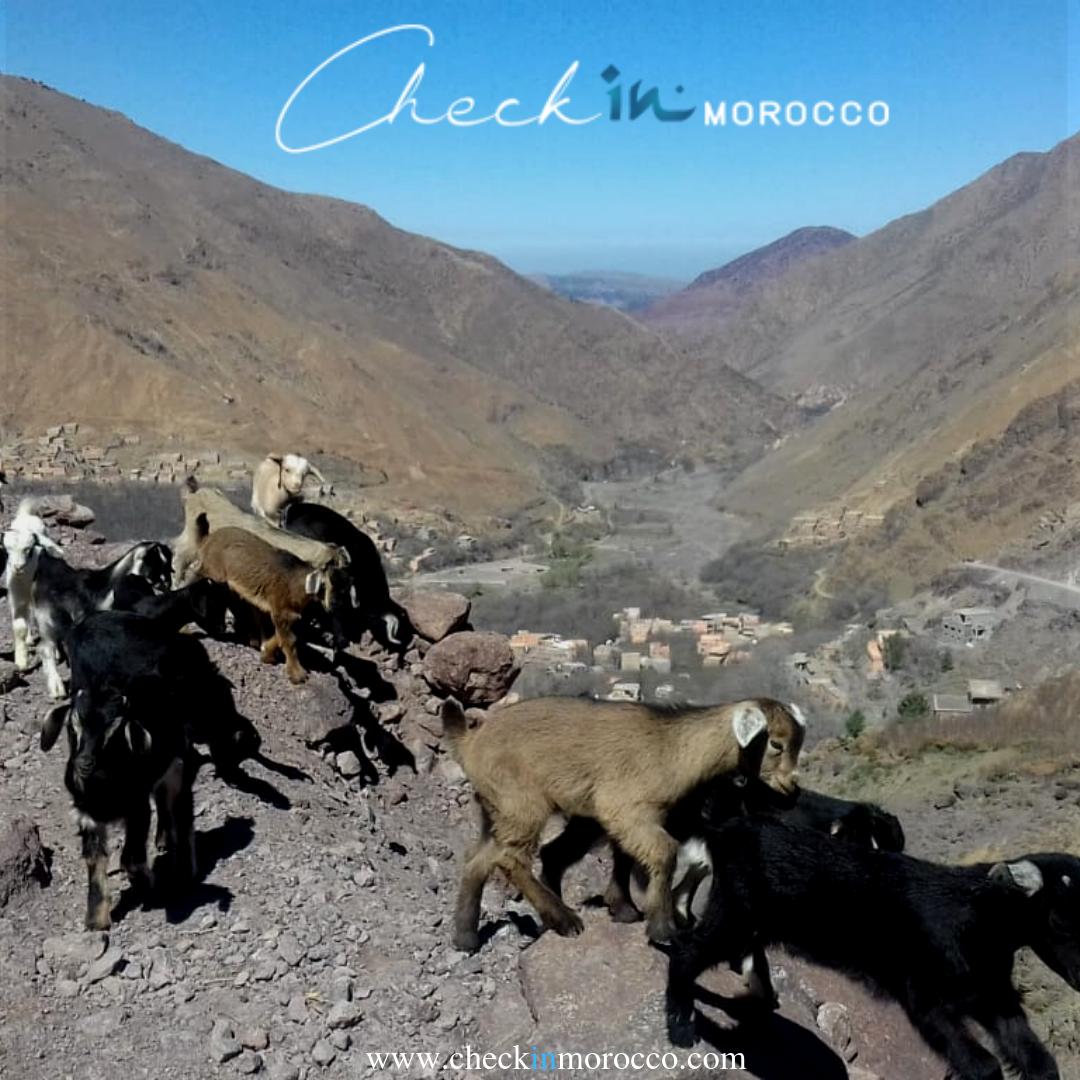 CheckInMorocco's tweet photo. Go local with #Checkinmorocco travel agency in Morocco, live like a local Berber in the Atlas Mountains
#golocal #travel #Atlasmountains #Mountains #berber #localtour #travel #vacation #holiday #visitmorocco
Picture taken by our agent on a trip to the high Atlas Mountains https://t.co/cpi9GkkDMV