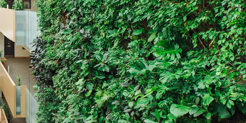 Nedlaw Living Walls tweet media