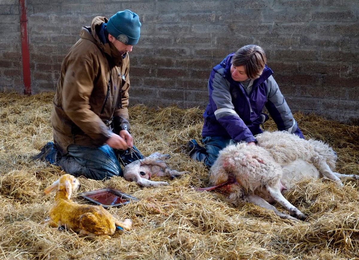 I'm excited 😀 to share our latest Rockking Agriculture blog post 'Twinning On' check it out, link below 🐑

rockkingagriculture.wordpress.com/2019/04/09/twi…

& follow us on Instagram - Rockking.Agriculture if you are interested in seeing more.

#Lambing2019 #ScotchLamb #QMS #YoungFarmer #Sheep #Farm365
