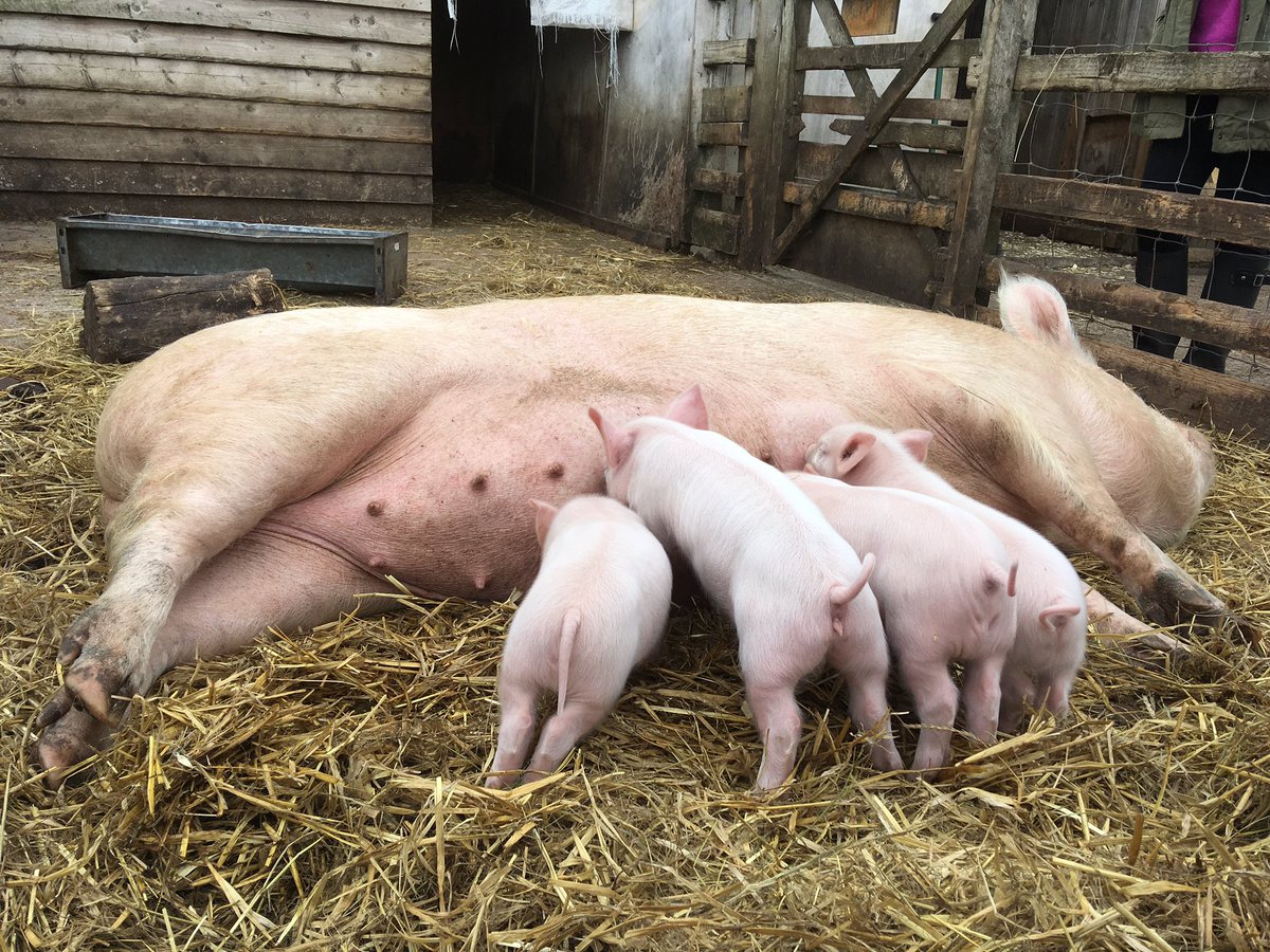 There are some new arrivals down on the school farm...
