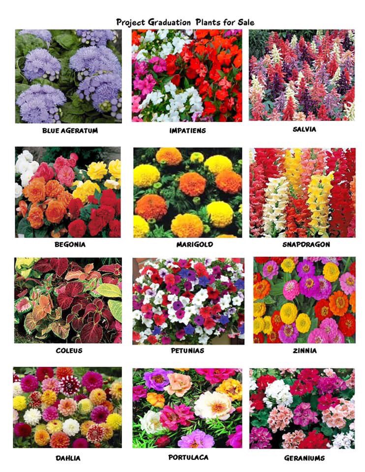 Here are just a few of the beauties you can get at the Spring flower sale !! SENIORS ... write your name on any orders collected so you get credit !