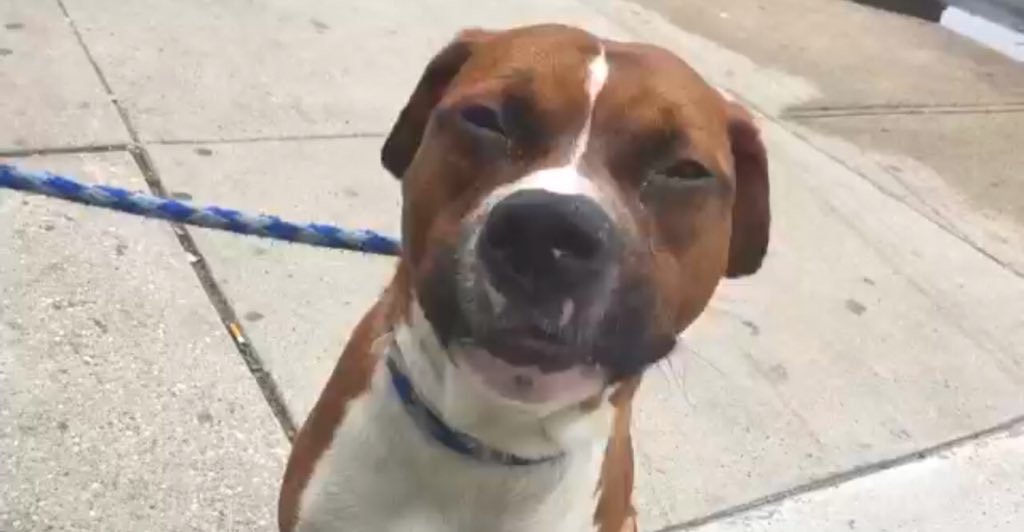 KeithOlbermann's tweet photo. INSTEAD OF THE MEDICINE AND LOVE HE NEEDS, KANE MAY GET DEATH TOMORROW. He got sick, his “humans” dumped him. Shame on them. We must make up for them: pledges via @chortletown to find a Rescue or a NYC-area adopter/foster. Save this poor guy: PLEASE RT https://t.co/cwTSfm3CfY https://t.co/xUZQ95Ytx0