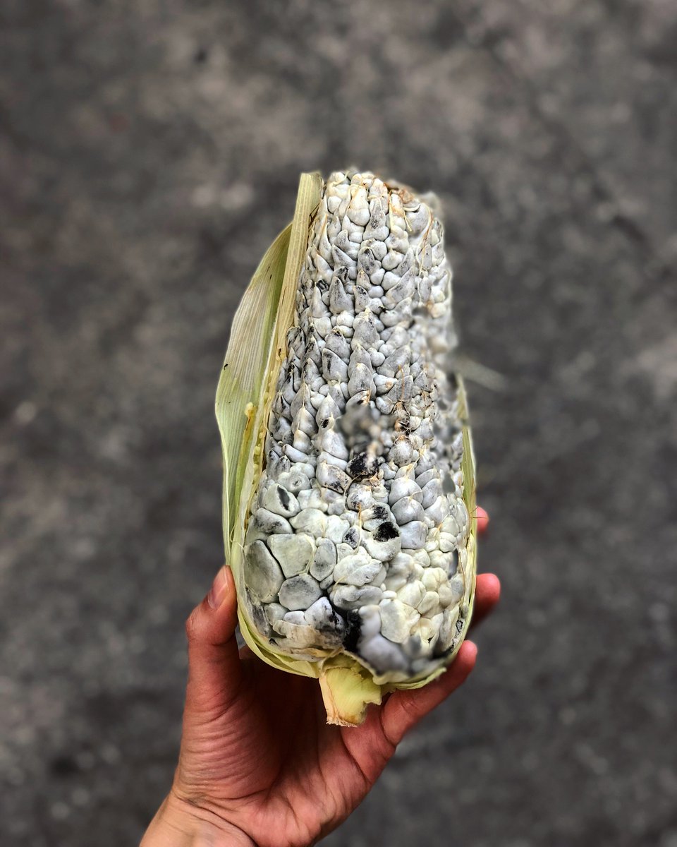 FondaMayora's tweet photo. Para los que no sabían cómo se veía el huitlacoche en una mazorca, ¡aquí se lo presentamos!, faltaba más.
#AlmanaqueMayora
#FondaMayora #ComidaMexicana #CondesaRoma #CDMX #MexicanFood https://t.co/BWSrGYjeIE